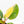 Philodendron Erubescens 'White Knight Aurea' (wk18-H)