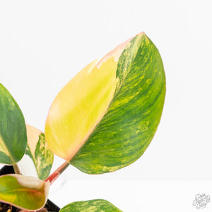 Philodendron Erubescens 'White Knight Aurea' (wk18-H)