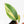 Philodendron Erubescens 'White Knight Aurea' (wk18-H)