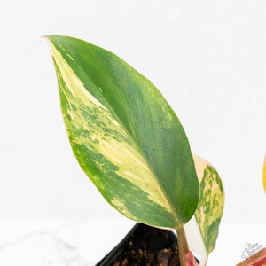 Philodendron Erubescens 'White Knight Aurea' (wk18-H)