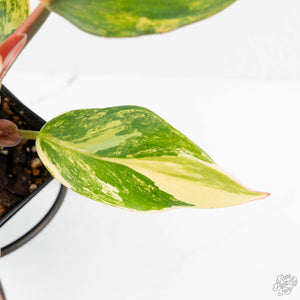 Philodendron Erubescens 'White Knight Aurea' (wk18-H)