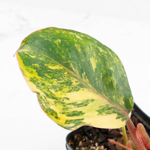 Philodendron Erubescens 'White Knight Aurea' (wk18-H)