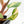 Philodendron Erubescens 'White Knight Aurea' (wk18-H)