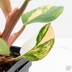 Philodendron Erubescens 'White Knight Aurea' (wk18-H)