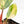 Philodendron Erubescens 'White Knight Aurea' (wk18-H)