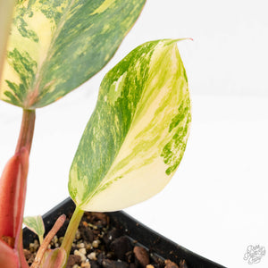 Philodendron Erubescens 'White Knight Aurea' (wk18-H)