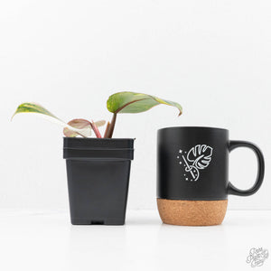 Philodendron Erubescens 'White Knight Aurea' (wk22-M)