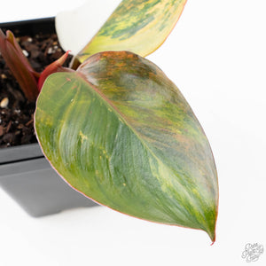 Philodendron Erubescens 'White Knight Aurea' (wk22-M)