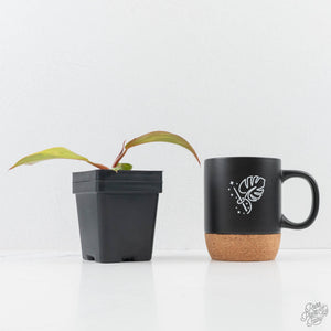 Philodendron Erubescens 'White Knight Aurea' (wk24-G)