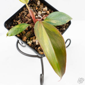 Philodendron Erubescens 'White Knight Aurea' (wk24-G)
