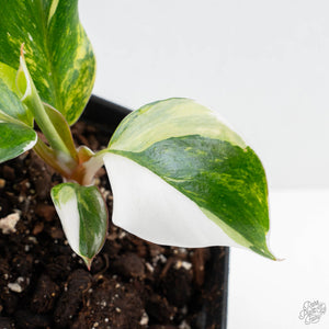 Philodendron Erubescens 'White Knight Aurea' (wk26-G)