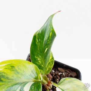 Philodendron Erubescens 'White Knight Aurea' (wk26-G)