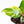 Philodendron Erubescens 'White Knight Aurea' (wk26-G)