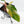 Philodendron Erubescens 'White Knight Aurea' (wk37-L136)