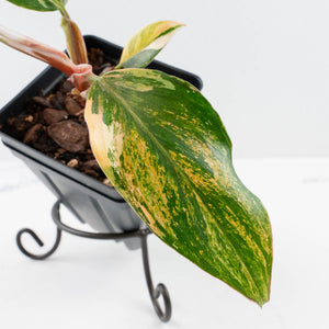 Philodendron Erubescens 'White Knight Aurea' (wk37-L136)