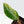 Philodendron Erubescens 'White Knight Aurea' (wk37-L136)