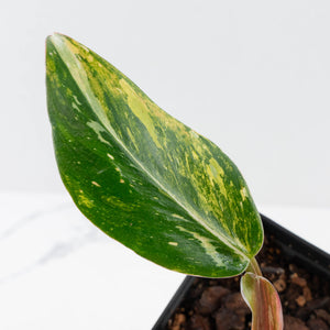 Philodendron Erubescens 'White Knight Aurea' (wk37-L136)