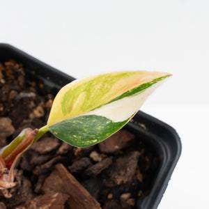 Philodendron Erubescens 'White Knight Aurea' (wk37-L136)