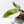 Philodendron Erubescens 'White Knight Aurea' (wk37-L136)