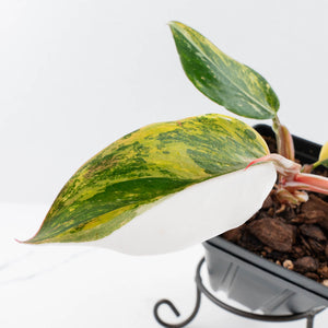 Philodendron Erubescens 'White Knight Aurea' (wk37-L136)