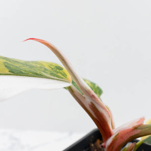 Philodendron Erubescens 'White Knight Aurea' (wk37-L136)