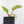 Philodendron Erubescens 'White Knight Aurea' (wk37-L136)