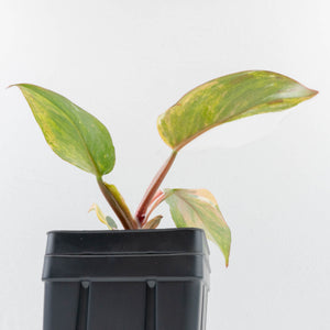 Philodendron Erubescens 'White Knight Aurea' (wk37-L136)