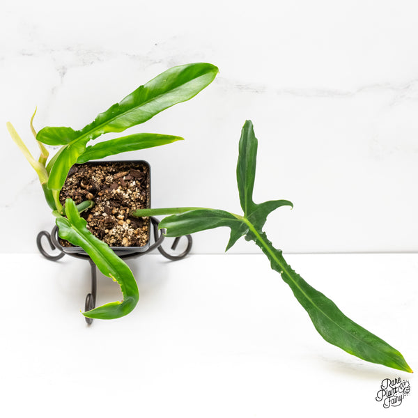 Philodendron 'Belle Isle' (wk6-J)