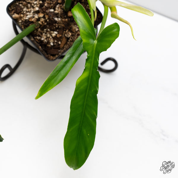 Philodendron 'Belle Isle' (wk6-J)