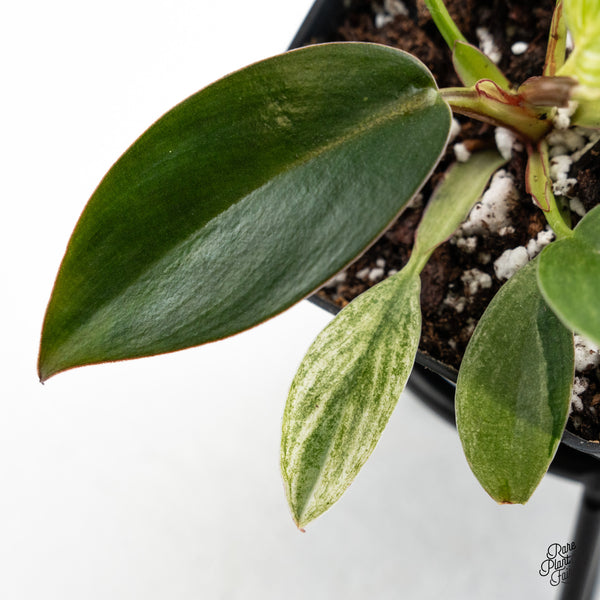 Philodendron 'Birkin' Aurea Variegated (wk48-H)