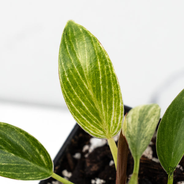 Philodendron 'Birkin' Aurea Variegated (wk48-H)