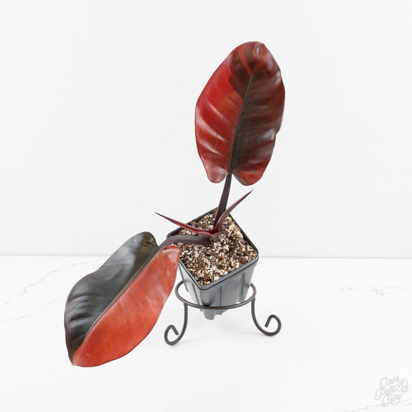 Philodendron 'Black Cardinal' No. 1 Variegated (wk9-UO)