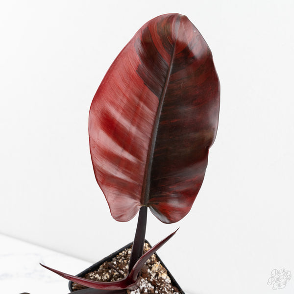Philodendron 'Black Cardinal' No. 1 Variegated (wk9-UO)