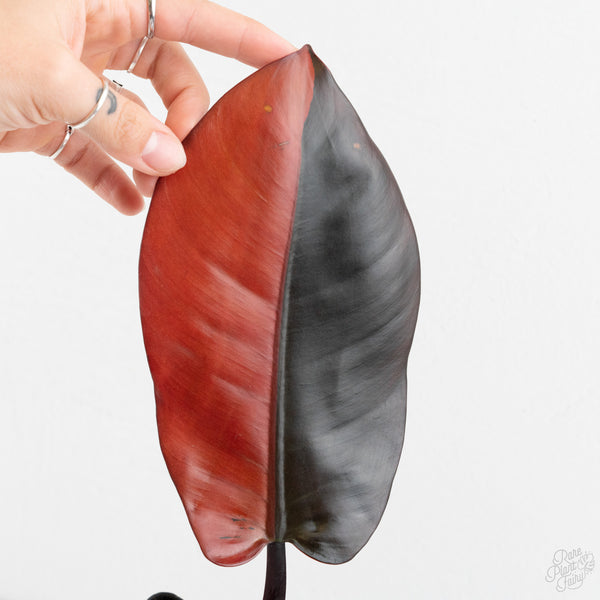 Philodendron 'Black Cardinal' No. 1 Variegated (wk9-UO)