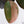 Philodendron 'Black Cardinal' No. 1 Variegated (wk33-S)