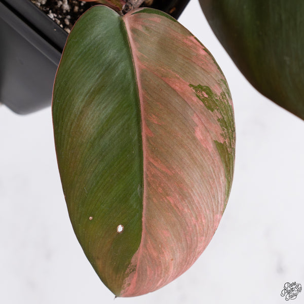 Philodendron 'Black Cardinal' No. 1 Variegated (wk33-S)