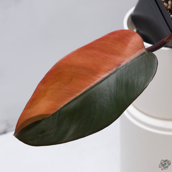 Philodendron 'Black Cardinal' No. 1 Variegated (wk33-S)