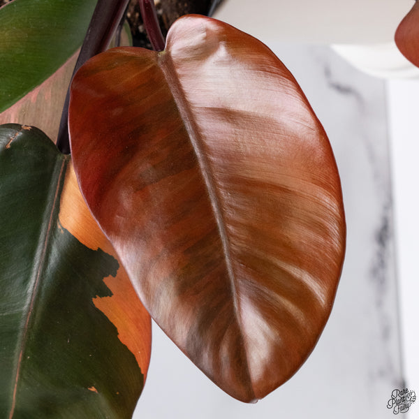 Philodendron 'Black Cardinal' No. 1 Variegated (wk33-S)