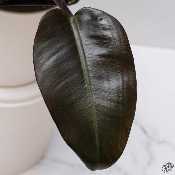 Philodendron 'Black Cardinal' No. 1 Variegated (wk33-S)