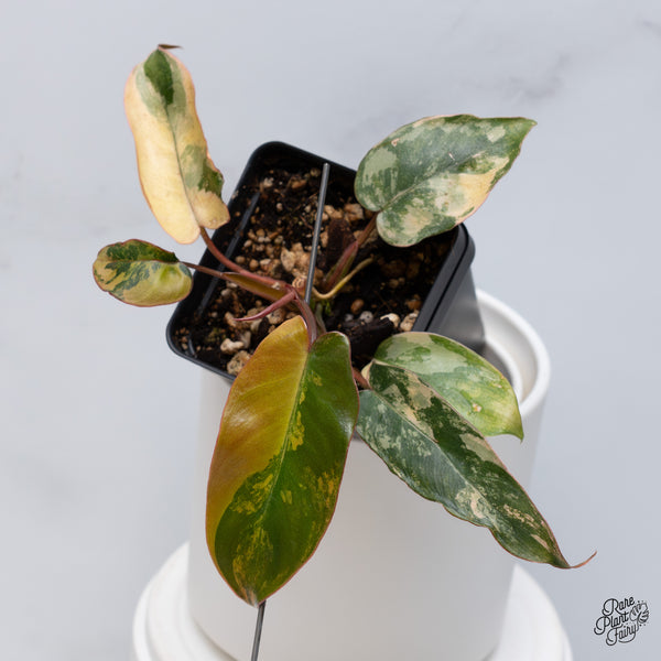Philodendron 'Brown Beauty' (Black Billietiae x 'Florida Beauty') (wk36-P)