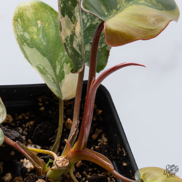 Philodendron 'Brown Beauty' (Black Billietiae x 'Florida Beauty') (wk36-P)