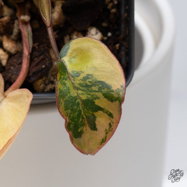 Philodendron 'Brown Beauty' (Black Billietiae x 'Florida Beauty') (wk36-P)