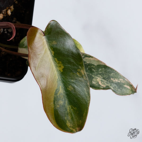 Philodendron 'Brown Beauty' (Black Billietiae x 'Florida Beauty') (wk36-P)