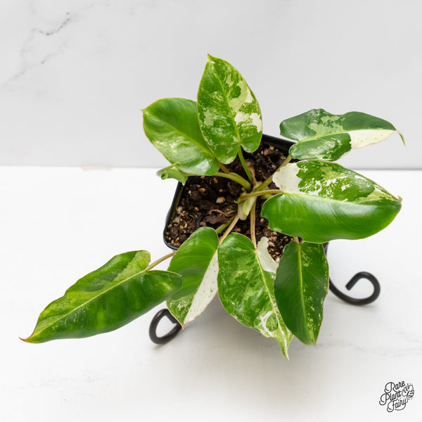 Philodendron 'Burle Marx Snow’ (wk6-F)