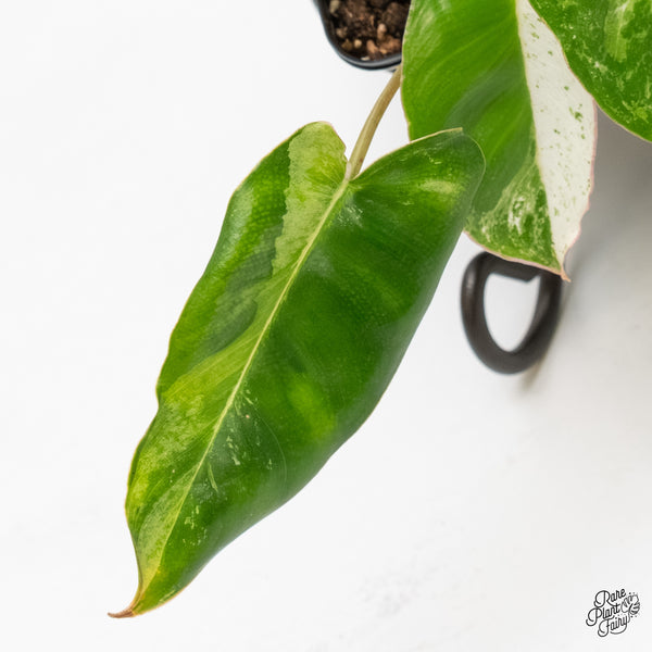 Philodendron 'Burle Marx Snow’ (wk6-F)