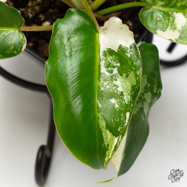 Philodendron 'Burle Marx Snow’ (wk6-F)