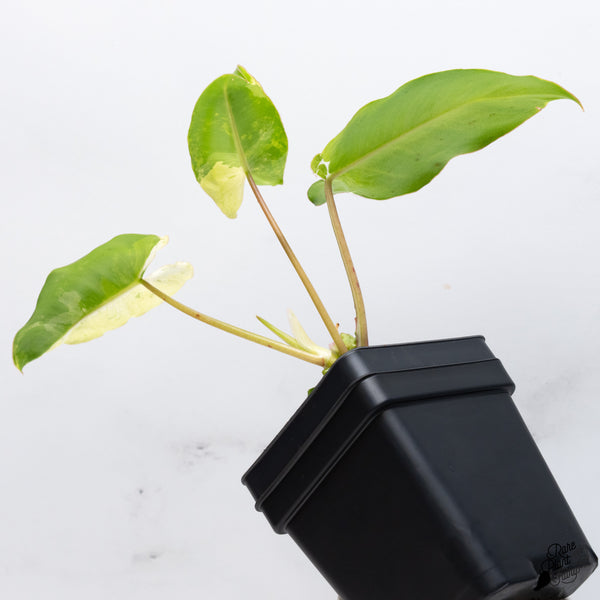 Philodendron 'Burle Marx Snow’ (wk36-G)