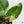 Philodendron 'Burle Marx Snow’ (wk36-G)