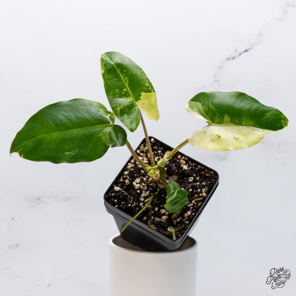 Philodendron 'Burle Marx Snow’ (wk36-G)