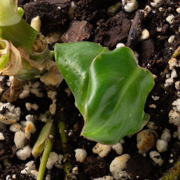 Philodendron 'Burle Marx Snow’ (wk36-G)